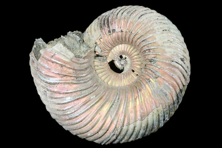 Iridescent, Pyritized Ammonite (Quenstedticeras) Fossil - Russia #175026